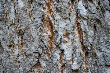 Close Up of Bark on Tree Stump. Old tree. many years old. carbon sink. close up