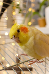 Yellow cockatiel parrot.Cute cockatiel.Home pet parrot.The best cockatiel.Beautiful photo of a...