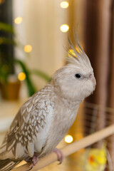 Yellow cockatiel parrot.Cute cockatiel.Home pet parrot.The best cockatiel.Beautiful photo of a...