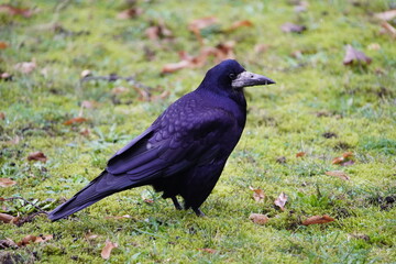 Visits from Eastern Europe, Corvus frugilegus as winter guests annually from November to the end of March. Hanover, Germany.