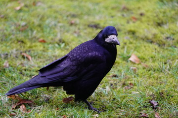 Visits from Eastern Europe, Corvus frugilegus as winter guests annually from November to the end of March. Hanover, Germany.
