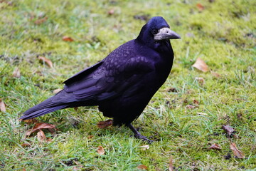 Visits from Eastern Europe, Corvus frugilegus as winter guests annually from November to the end of March. Hanover, Germany.