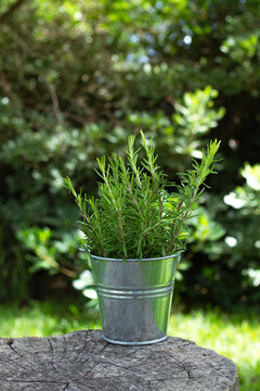 Romero arom&aacute;tico verde fresco dentro de un cuenco de zinc sobre un ronco de un &aacute;rbol al aire libre. Vista de frente y de cerca. Formato vertical. Copy space