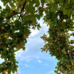 apple tree with fruits
