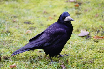 Fototapeta premium Visits from Eastern Europe, Corvus frugilegus as winter guests annually from November to the end of March. Hanover, Germany.