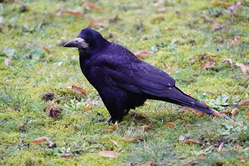 Visits from Eastern Europe, Corvus frugilegus as winter guests annually from November to the end of...