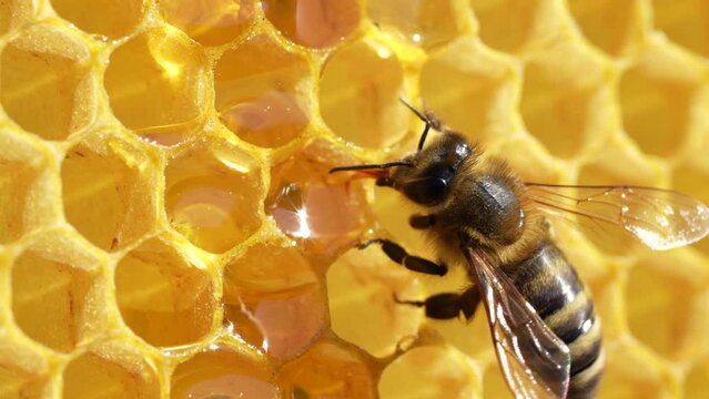 Working bee on honeycomb, close up. Colony of bees in apiary. Beekeeping in countryside. Macro shot with in a hive in a honeycomb, wax cells with honey and pollen. Honey in combs