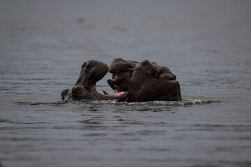 hippos in natural conditions in a national park in Kenya