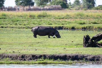 Fototapeta premium hippos in natural conditions in a national park in Kenya