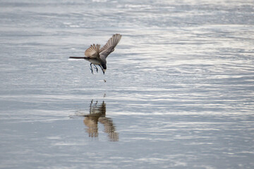Ein Vogel jagt einem Insekt nach. Fliegt über dem Wasser, reflektion des Tier im Bodensee. Ausgebreitete Flügel, nahrung vor dem Schnabel