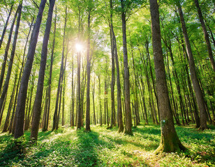 Beautiful forest in spring with bright sun shining through the trees