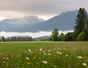 beautiful meadow with a misty mountain view on the background