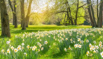 Tuinposter beautiful meadow with blossoming daffodils growing in sunny spring park © gary