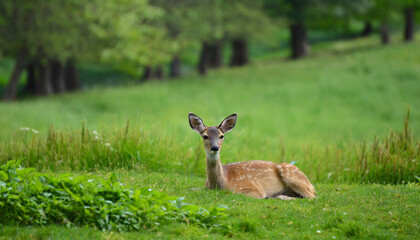 Naklejka na ściany i meble beautiful meadow with a young deer lying in green grass