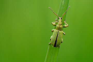 Weevil beetle on a blade of grass