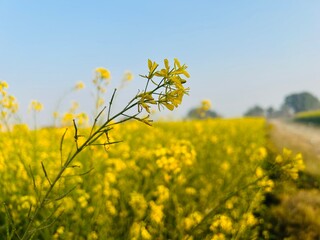 Obraz premium mustard oil tree 