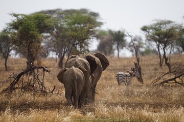 Obraz premium african wildlife, elephants, zebras
