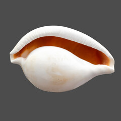 seashell