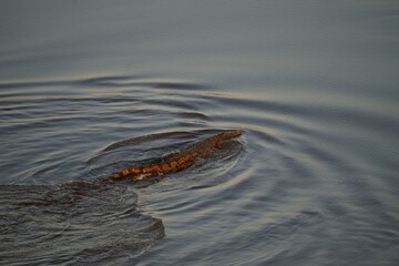 african wildlife, fast moving crocodile in river, water splashing