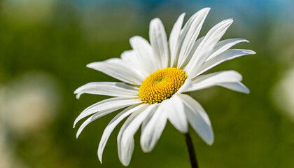 Obraz premium Elegant white flower stem. Aesthetic floral simplicity composition. Close up view flower