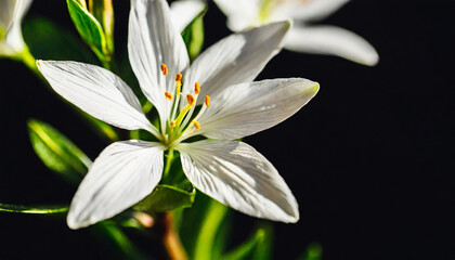Elegant Star of Bethlehem flower stem on black background. Aesthetic floral simplicity composition. Close up view flower