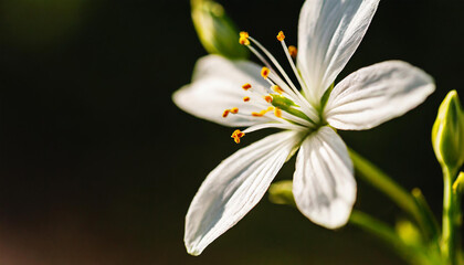 Elegant Star of Bethlehem flower stem on black background. Aesthetic floral simplicity composition. Close up view flower