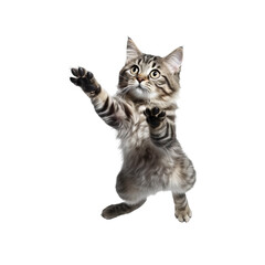 playful jumping falling skydiving cat