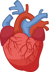 Anatomy of the Human Heart. Vector Illustration of Heart with Venous System. Internal organ. Medicine Concept