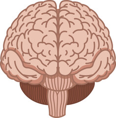 Human Brain Front. Vector Illustration of Internal Organs. Medicine Concept