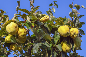 Branches of quince tree ( Cydonia oblonga ) with leaves and  ripe fruit on sunny autumn day
