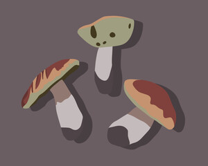 Vector isolated illustration of boletus mushrooms.
