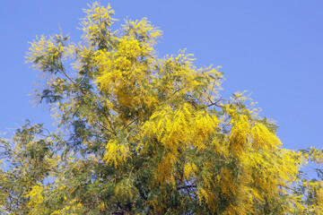 Branches of Acacia dealbata tree with bright yellow flowers against blue sky on sunny spring day