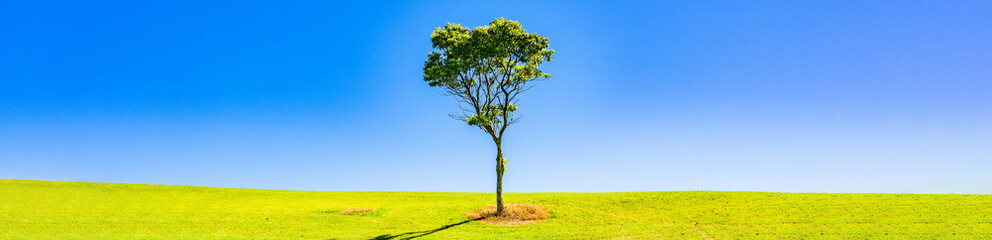 Fototapeta na wymiar 草原 に 一本の木 が 生えている 【 成長 の イメージ 】