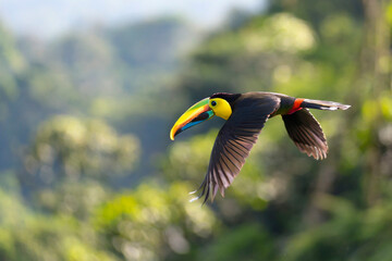 tropical bird toucan flying in Amazon rainforest