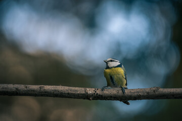Blue tit, Parus caeruleus, single bird on branch with bokeh background
