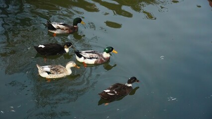 beautiful ducks swimming on the surface of lake
