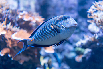 Image of Colorful tropical fish Sohal Surgeonfish Acanthurus Sohal sohal tang underwater