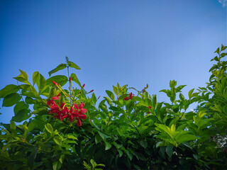 Red Flowers with Green Leaves
