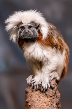 Portrait image of a cotton top tamarin (saguinus oedipus) sitting on a branch