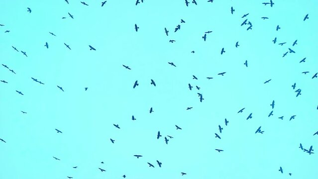 A flock of birds flies high in the blue sky. Wild birds in slow motion 4K. Wildlife footage.