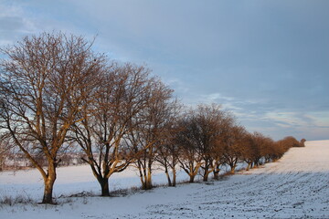 A group of trees in a snowy field
