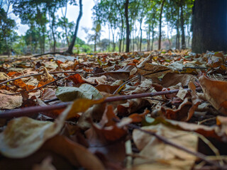 Dry leaves are under the tree on the soil