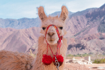 Llama en Jujuy o Salta, Argentina. © Valentina