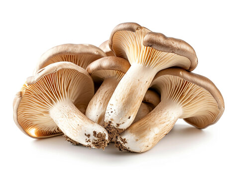Fresh oyster mushroom isolated on white background. Minimalist style.  
