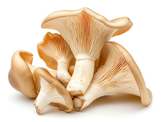Fototapeta premium Fresh oyster mushroom isolated on white background. Minimalist style. 