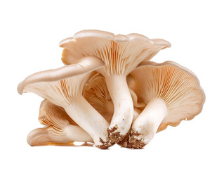 Fresh oyster mushroom isolated on white background. Minimalist style.  
