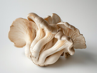 Fototapeta premium Fresh oyster mushroom isolated on white background. Minimalist style. 