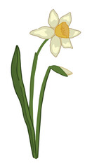 Narcissus doodle. Spring time flower clipart. Cartoon vector illustration isolated on white background.