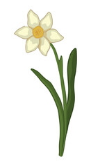 Narcissus doodle. Spring time flower clipart. Cartoon vector illustration isolated on white background.