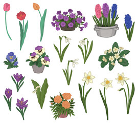 Spring time flowers collection. Clipart set of snowdrops, tulips, narcissus, pansies, crocus, hyacinth, primrose, marigolds, petunias, lilies of the valley. Vector illustrations isolated on white.